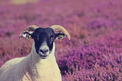 白色和黑色的山羊在紫色的花
